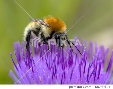 Great yellow bumblebee on flower crop Great yellow bumblebee on flower crop 68799124