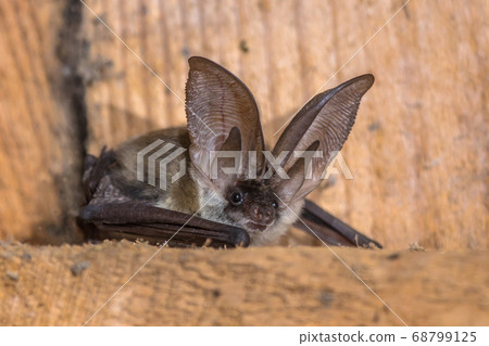 Grey long eared bat Grey long eared bat 68799125