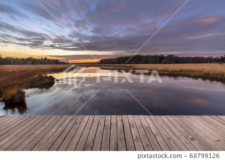 Boardwalk in natural heathland fen Boardwalk in natural heathland fen 68799126