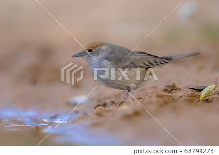 Female Eurasian blackcap 68799273