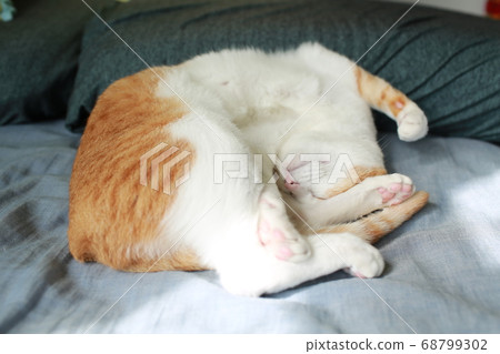 cat is napping on the bed 68799302