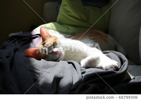 cat is napping on the bed 68799306