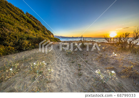 Illyrian sea lily 68799333