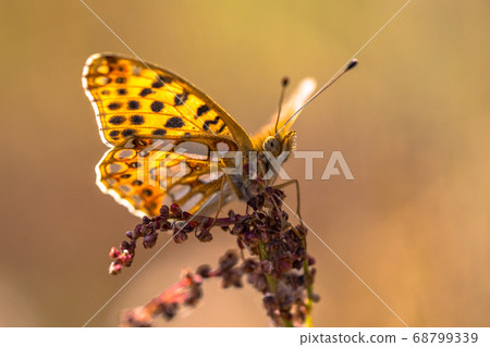 Queen of Spain fritillary Queen of Spain fritillary 68799339