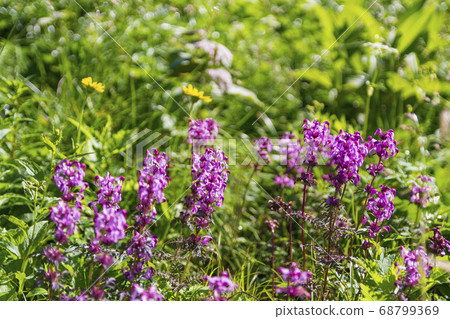 [館山北阿爾卑斯]室堂高山植物 68799369
