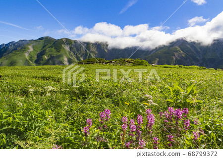 [館山北阿爾卑斯山]室堂山堂山脈和高山植物 68799372