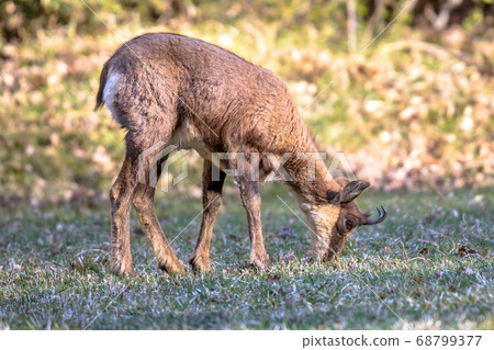 Chamois grazing Chamois grazing 68799377