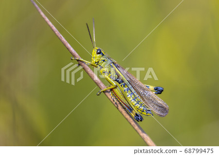 Large marsh grasshopper Large marsh grasshopper 68799475