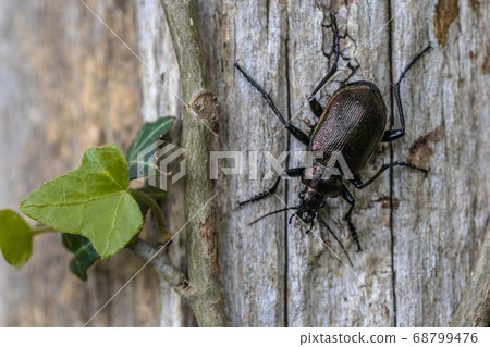 Lesser searcher beetle Lesser searcher beetle 68799476