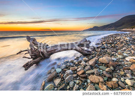 Tree trunk driftwood Tree trunk driftwood 68799505