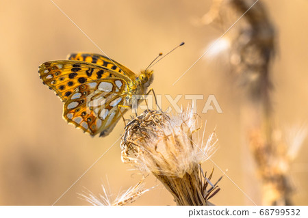 Queen of Spain fritillary Queen of Spain fritillary 68799532