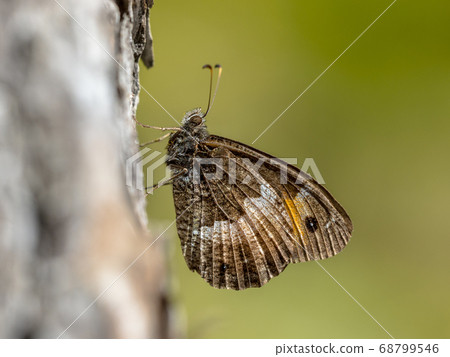 Corsican grayling Corsican grayling 68799546
