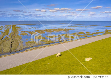 Aerial view sea dike with sheep Waddensea 68799556