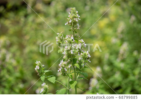 Inuhakka（學名：Nepeta cataria，英文名：Catnip，漢字：Inuhakatsu） 68799885