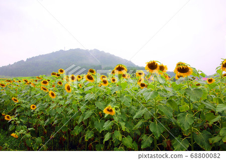 Sunflower Road Mutsumi Village Sunflower Road Mutsumi Village 68800082