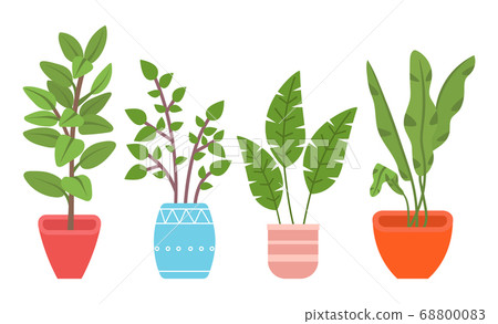 Potted evergreen house plants. Eco style illustration, modern and elegant home decor, vector flowers 68800083