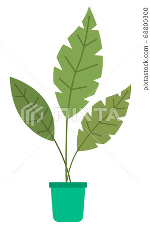 Decorative green plant with long leaves in ceramic pot, pot with houseplant. Home interior plant 68800300