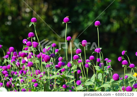 八月:Inagi 328 Sennichikou(Senior Red),mar菜科 八月:Inagi 328 Sennichikou(Senior Red),mar菜科 68801120