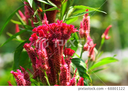 137年8月A菜科川崎慶人(雞頭) 137年8月A菜科川崎慶人(雞頭) 68801122