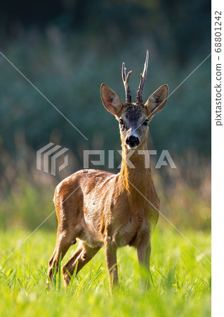 Vital roe deer buck standing on meadow in summer from front Vital roe deer buck standing on meadow in summer from front 68801242