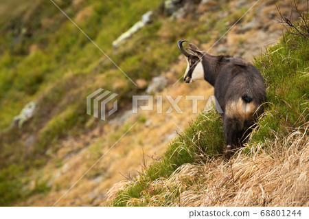 Tatra chamois standing on mountains in autumn nature. 68801244
