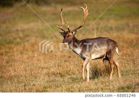 Majestic fallow deer stag walking on field in autumn nature. Majestic fallow deer stag walking on field in autumn nature. 68801246