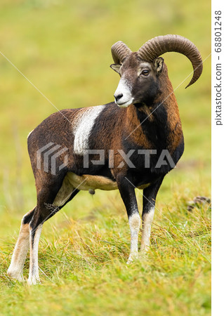 Calm mouflon ram standing on field in autumn nature. Calm mouflon ram standing on field in autumn nature. 68801248
