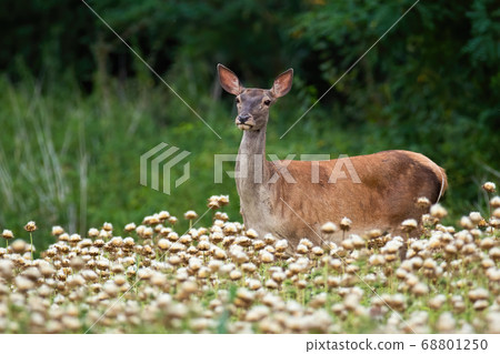 Calm red deer doe standing in poppy in summer nature. Calm red deer doe standing in poppy in summer nature. 68801250
