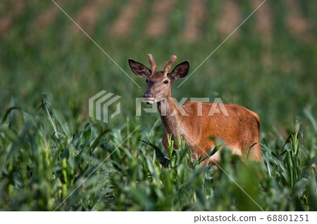 Juvenile red deer standing in corn in summer nature. Juvenile red deer standing in corn in summer nature. 68801251