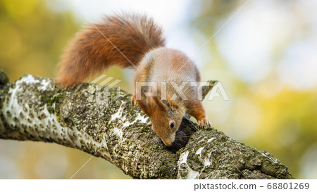 Interested red squirrel sniffing on branch in autumn. 68801269