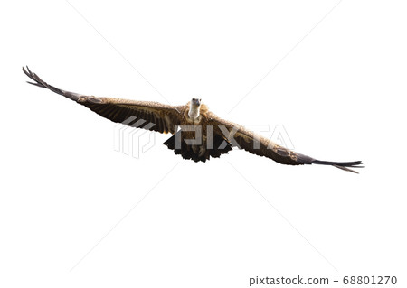 Griffon vulture flying with spread wings isolated on white background 68801270
