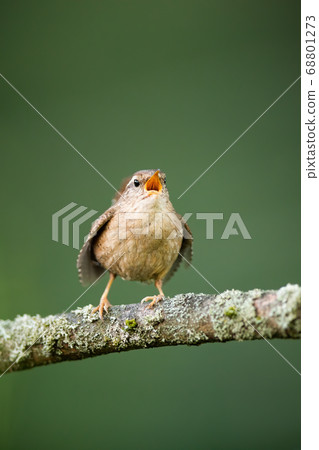 Adult eurasian wren singing in branch in springtime nature. Adult eurasian wren singing in branch in springtime nature. 68801273