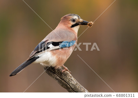 Eurasian jay sitting on branch in spring nature with catch in beak. 68801311