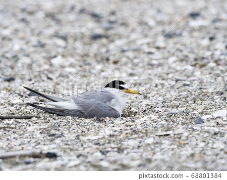Core terns holding eggs Core terns holding eggs 68801384