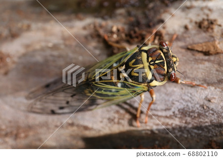 Koezozemi Koezozemi 68802110