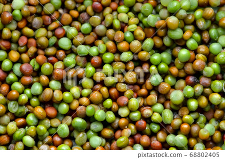 Higher contrast Komatsuna japanese green seeds colorful background Higher contrast Komatsuna japanese green seeds colorful background 68802405
