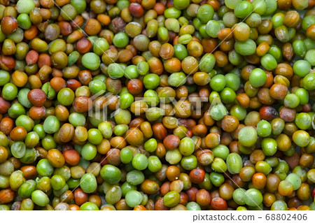 Komatsuna japanese green seeds of varying colors drying out 68802406