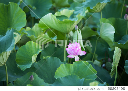 Lotus flower Lotus flower 68802408