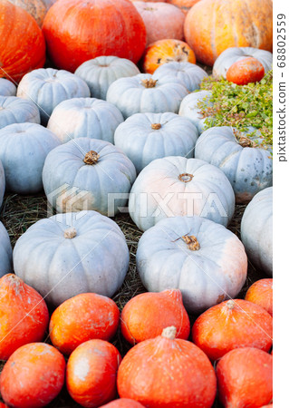 Pile of pumpkins sold at a market  for halloween. 68802559