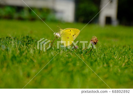 天鵝和白三葉草 68802892