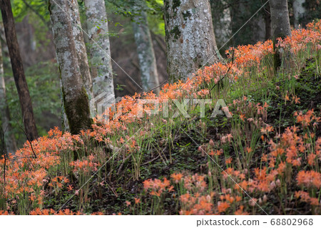 滿滿的狐狸剃須刀稻山小栗山 68802968