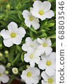 White Arenalia Montana 68803546