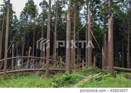 Cedar that was overwhelmed by the strong wind of a typhoon Cedar that was overwhelmed by the strong wind of a typhoon 68803607
