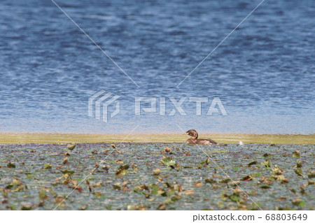 Young birds of Kaizburi Young birds of Kaizburi 68803649