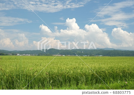 Japanese summer rural landscape Japanese summer rural landscape 68803775