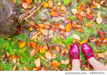 Carpet of fallen leaves and female feet Carpet of fallen leaves and female feet 68803859