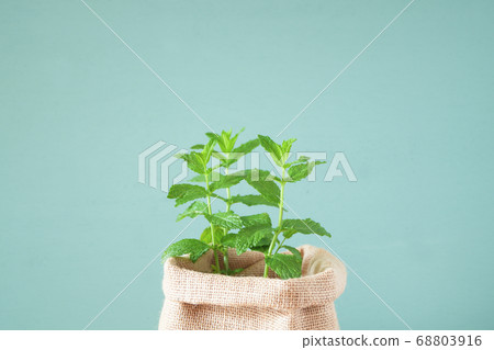 薄荷葉和淺藍色background_5的麻袋 68803916