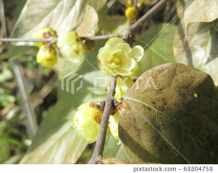 Flower of rose plum blossoms 68804758
