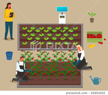 Women and men grow vegetables. Use of solar energy. Hydroponics and urban agriculture. Vector image Women and men grow vegetables. Use of solar energy. Hydroponics and urban agriculture. Vector image 68804882