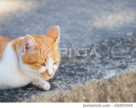 Face of brown and white beeware cat on stone steps up 68805094